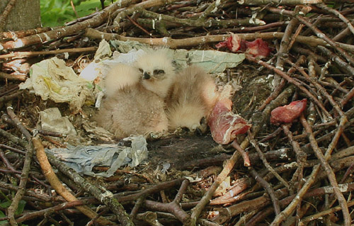 The new nestwatch family - three chicks     � A. Freeman